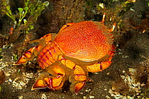 Kona crab (Ranina ranina) Maui, Hawaii.