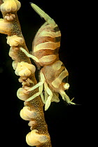 Commensal shrimp (Pontonides unciger) with tail packed with eggs, Fiji.