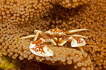 Porcelain crab (Neopetrolisthes maculata) on anemone, Yap, Micronesia.
