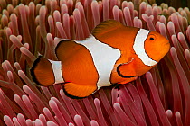 Clown anemonefish (Amphiprion percula) in Magnificent anemone (Heteractis magnifica) Indonesia.