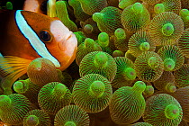 Clark's anemonefish (Amphiprion clarkii) in sea anemone, Entacmaea quadricolor, Indonesia.
