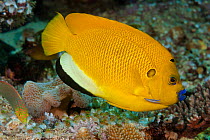 Lemonpeel angelfish (Centropyge flavissimus) Indonesia.