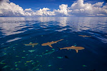 Blacktip reef sharks (Carcharhinus melanopterus) off the island of Yap, Micronesia.