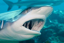 Grey reef shark (Carcharhinus amblyrhynchos), opens it's mouth during a shark feed off the island of Yap, Micronesia.