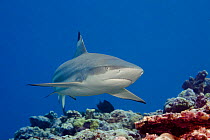 Blacktip reef shark (Carcharhinus melanopterus) Yap, Micronesia.