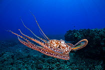 Day octopus (Octopus cyanea) swimming, Hawaii.