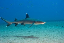 Whitetip reef shark (Triaenodon obesus) cruises over a sandy bottom off the island of Maui, Hawaii.