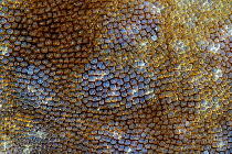 Tasselled wobbegong (Eucrossorhinus dasypogon) close up of dermal denticles on skin. Indonesia.