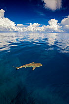Blacktip reef shark (Carcharhinus melanopterus) just at the surface off the island of Yap, Micronesia.