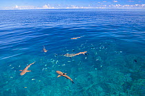 Blacktip reef sharks (Carcharhinus melanopterus) over Vertigo reef, Yap, Micronesia.