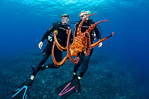 Two divers with Day octopus (Octopus cyanea) Hawaii. December 2013.  Model released.