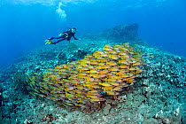 Eleven year old PADI certified junior scuba diver, Sean Fleetham and schooling Bluestripe snapper (Lutjanus kasmira) off Second Cathedral, and dive site off the island of Lanai, Hawaii. December 2013....