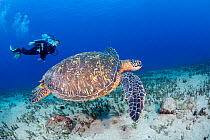 Twelve year old junior certified scuba diver looking at Green sea turtle (Chelonia mydas) Hawaii. December 2013.  Model released.