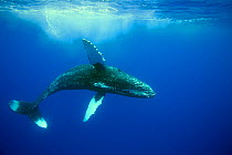 Humpback whale (Megaptera novaeangliae) Hawaii.