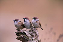 Tree Sparrow (Passer Montanus) group of three, Bayern, Germany. October