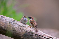 Tree Sparrow (Passer Montanus), young begging for food  Bayern, Germany. May