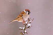 Tree Sparrow (Passer montanus), Bayern, Germany. December
