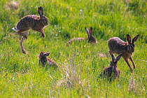 Brown Hare (Lepus europaeus), Bayern, Germany. April.