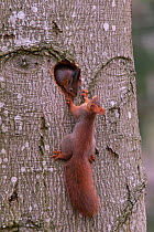 Red Squirrel (Sciurus Vulgaris), young ones playing, Bayern , Germany. March