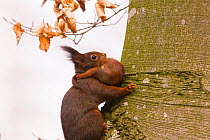 Red Squirrel (Sciurus Vulgaris), carrying baby in its mouth Bayern , Germany. March