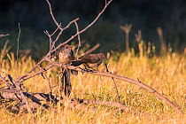 Jacobin Cuckoo (Clamator jacobinus) fledgling begging for food from Arrow-marked Babbler (Turdoides jardineii ) Kwara, Botswana June