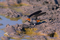 Lesser striped swallow (Hirundo abyssinica) collecting mud from nest building, Little Kwara, Botswana June