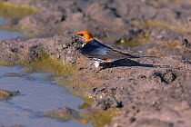 Lesser striped swallow (Hirundo abyssinica) collecting mud for nest building, Little Kwara, Botswana June