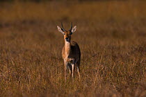 Bohor reedbuck (Redunca redunca) male, Little Kwara, Botswana June