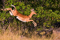 Impala (Aepyceros melampus) leaping, Little Kwara, Botswana June