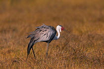 Wattled Crane (Grus carunculatus) Little Kwara Botswana June