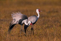 Wattled Crane (Grus carunculatus) Little Kwara Botswana June