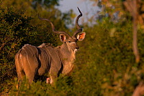 Greater kudu (Tragelaphus strepsiceros) male, Little Kawara, Botswana June