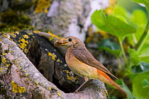 Redstart (Phoenicurus phoenicurus), female at nest hole, Bayern, Germany. June