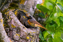Redstart (Phoenicurus phoenicurus), male at nest hole, Bayern, Germany. June