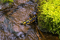 Fire Salamander (Salamandra salamandra) in stream. Bayern, Germany. April