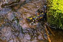 Fire Salamander (Salamandra salamandra) in stream. Bayern, Germany. April