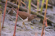 Common Sandpiper (Actitis hypoleucos), Bayern, Germany. May