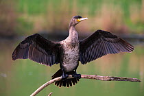 Cormorant (Phalocrocorax carbo) drying wings , Bayern, Germany. April