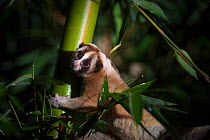 Javan slow loris (Nycticebus javanicus), foraging in the canopy. Adult wearing a radio collar, allowing scientists to study the local population. Cipaganti, Garut, Java, Indonesia.