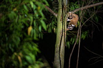 Javan slow loris (Nycticebus javanicus), foraging in the canopy. Adult wearing a radio collar, allowing scientists to study the local population. Cipaganti, Garut, Java, Indonesia.