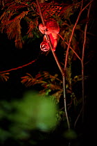Javan slow loris (Nycticebus javanicus), adult illuminated in a red-filtered torch to allow focussing and tracking without disturbing it as it forages in the canopy. Cipaganti, Garut, Java, Indonesia.