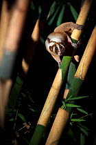 Javan slow loris (Nycticebus javanicus), foraging in the canopy. Cipaganti, Garut, Java, Indonesia.