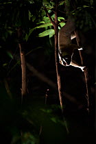 Javan slow loris (Nycticebus javanicus), foraging in the canopy. Cipaganti, Garut, Java, Indonesia.