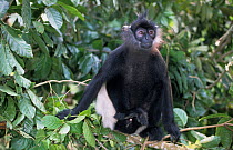 Delacour's leaf Monkey (Trachypithecus delacouri) captive, critically endangered species occurs in Vietnam.