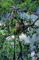 Capped langurs (Trachypithecus pileatus) in tree, India. Vulnerable species.