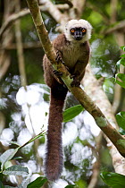 White-fronted brown lemur (Eulemur albifrons) in tree, Marojejy National Park,  Madagascar, December.