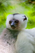 Silky Sifaka Lemur (Propithecus diadema candidus), Marojejy National Park,  Madagascar, December.