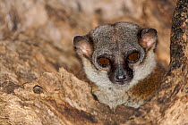 Milne-Edward's sportive lemur (Lepilemur edwardsi) Ankarafantsika Nature Reserve, deciduous dry forest, Western Madasgascar, August.