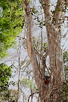 Hubbard's Sportive lemur (Lepilemur hubbardorum) in tree fork, Zombitse-Vohibasia NP, Madagascar, December.