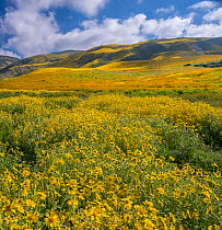 Massive wildflower display. Lanceleaf monolopia (Monolopia lanceolata) and Orange fiddle neck (Amsinckia intermedia) and the Temblor Range carpeted with flowers in the background. Carrizo Plain Nation...